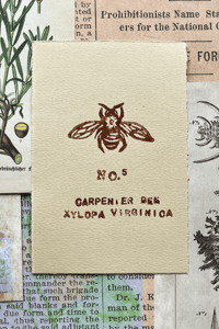 Carpenter Bee Print