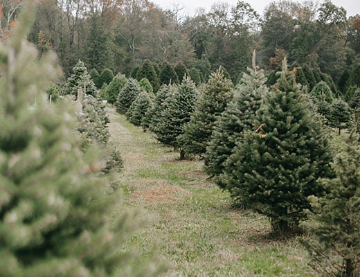Image of HOLIDAY | Tree Farm Minis | $375