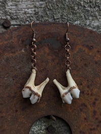 Image 3 of IMPETUS - Deer Tooth Earrings