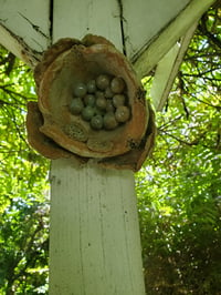 Image 2 of Flower Nest