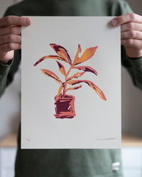 Sunset House Plant  Screenprint