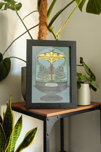 Madagascan Moon Moth A4/A5