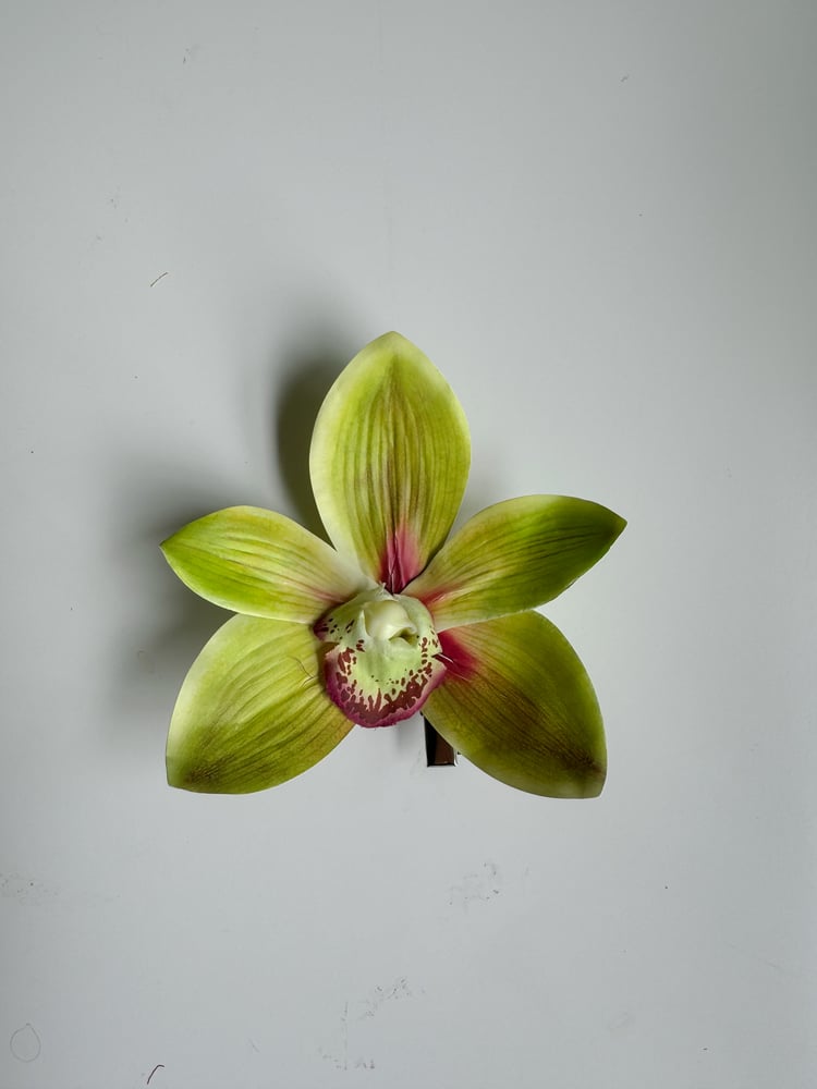 Image of lime cymbidium orchid clip