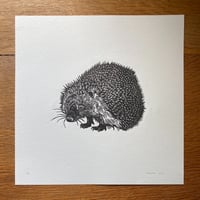 Image 1 of Hedgehog