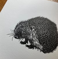 Image 2 of Hedgehog