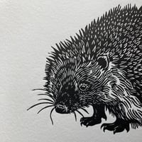 Image 3 of Hedgehog