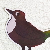 Image 2 of White-throated Dipper - Sticker