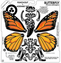 Image 4 of JCR ARTHROPODA : BUTTERFLY