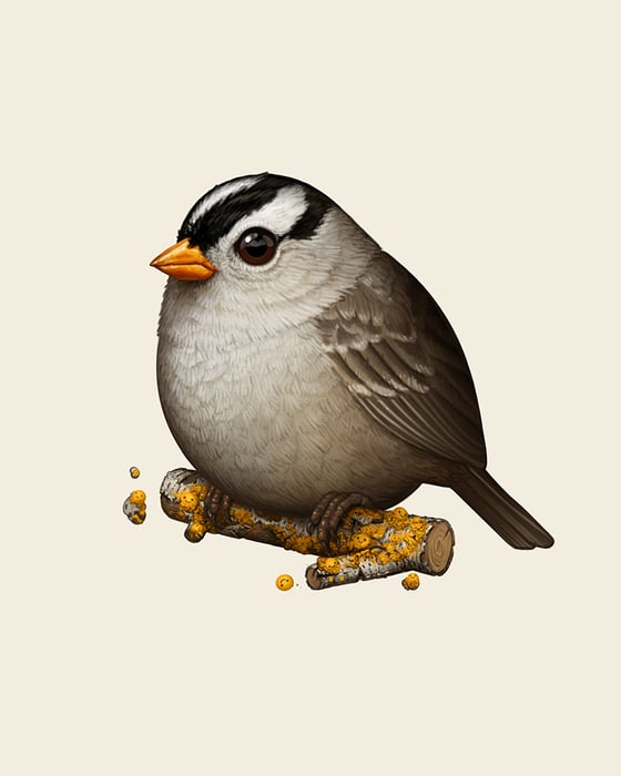 Image of White-crowned Sparrow