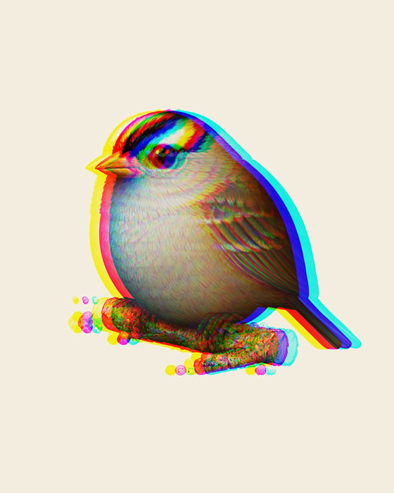 Image of White-crowned Sparrow (Printing Error)