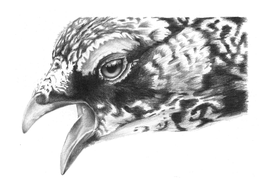 Image of Ptarmigan - Graphite