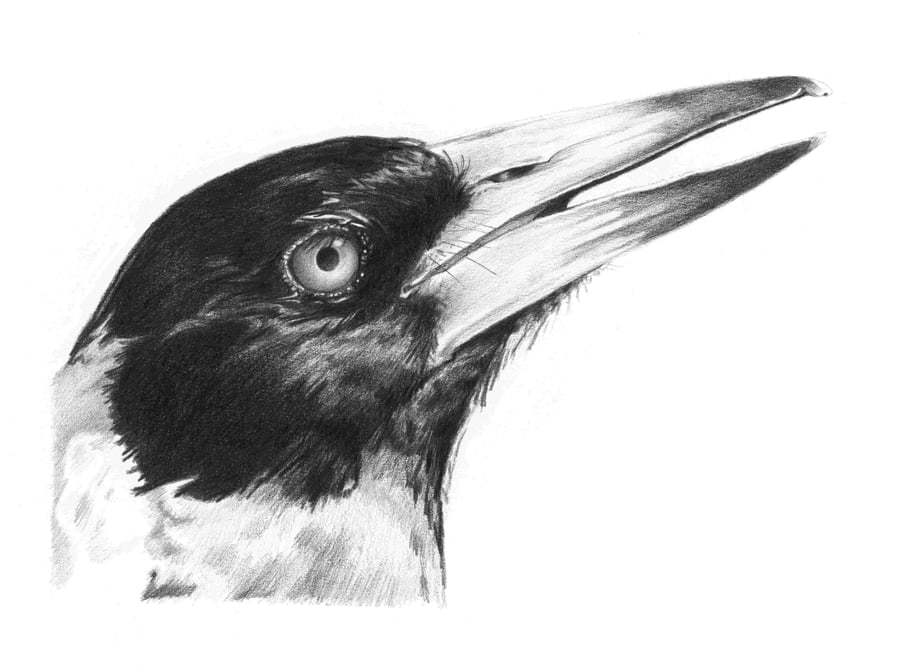 Image of Magpie - Graphite