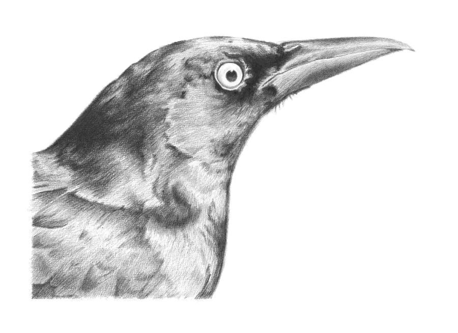 Image of Grackle - Graphite