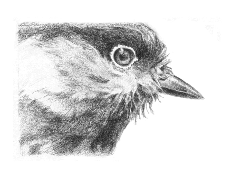 Image of Chickadee - Graphite