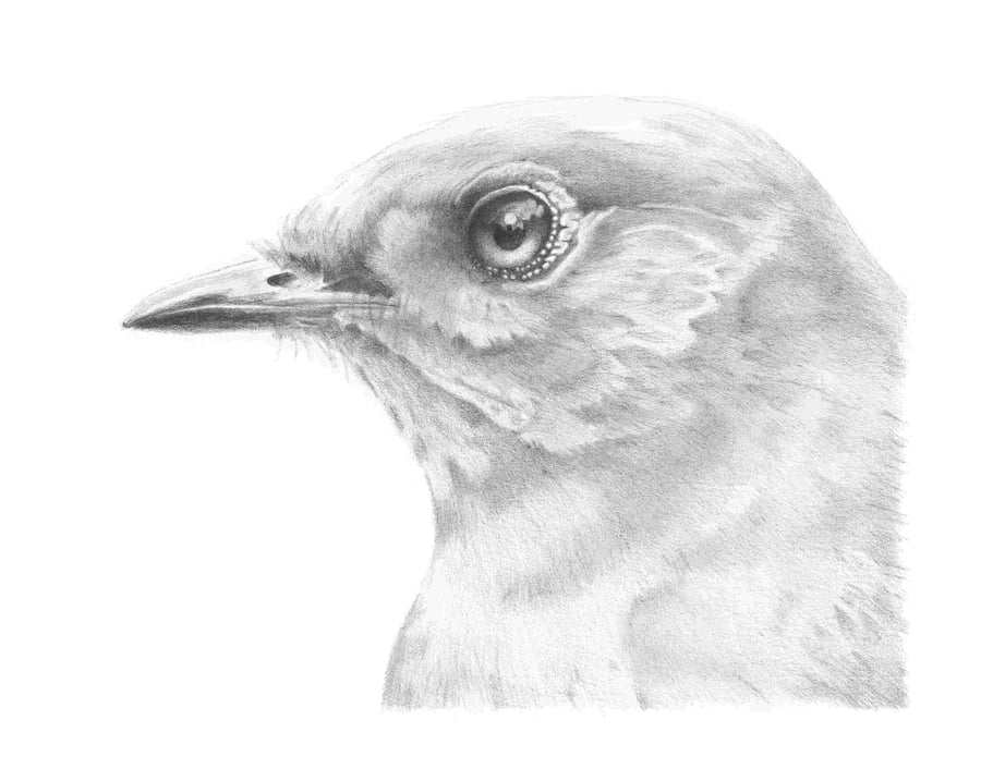 Image of Bluebird #1 - Graphite