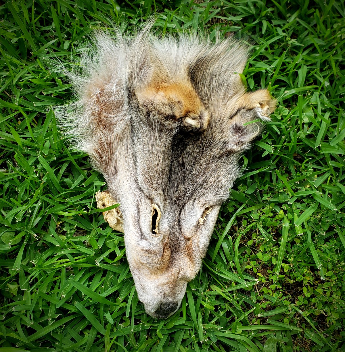 Image of Grey Wolf Face