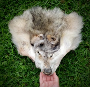 Image of Grey Wolf Head Wallhanger