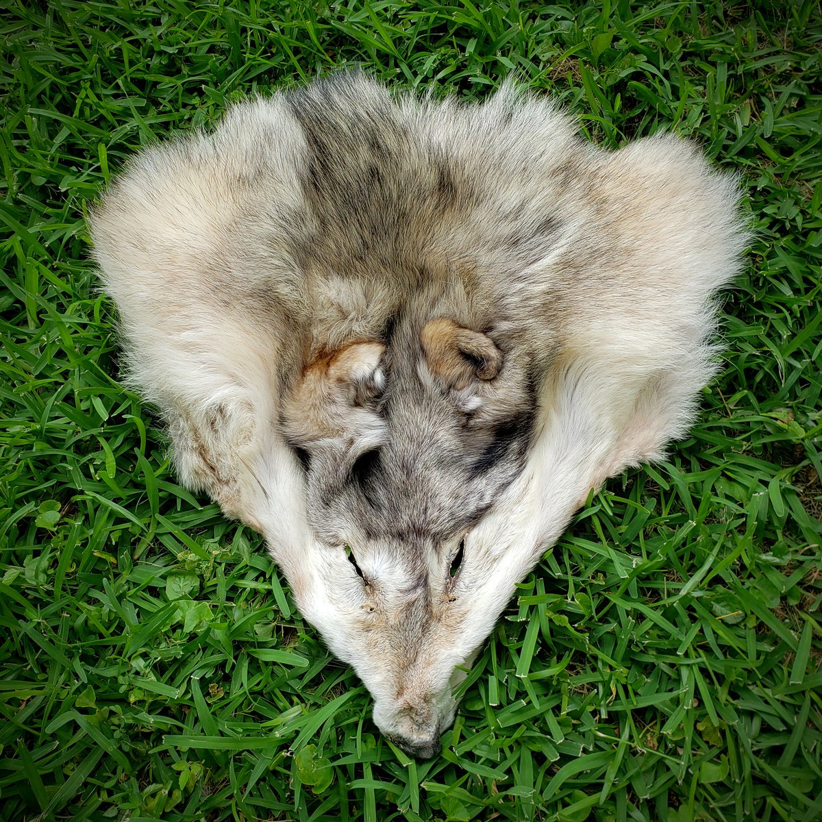 Image of Grey Wolf Head Wallhanger