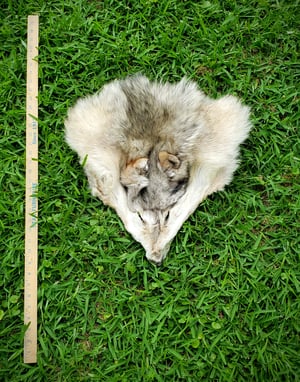 Image of Grey Wolf Head Wallhanger