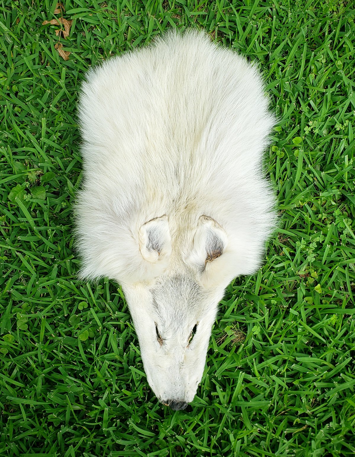 Image of White Wolf Head Wallhanger