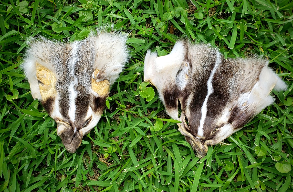 Image of Badger Face