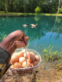Eggs