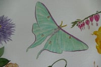 Image 13 of Garden Fireworks- Poster Print