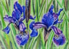 Spring Iris