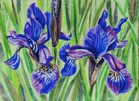 Spring Iris