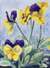 Spring Pansies