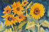 Sunflowers