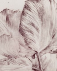 Image 2 of Parrot tulip