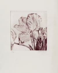 Image 1 of Parrot tulip