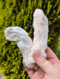 Hairy Rabbit Feet (100G)