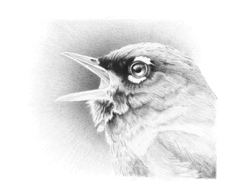 Image of Warbler - Graphite