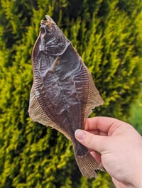 Whole Dried Flounder