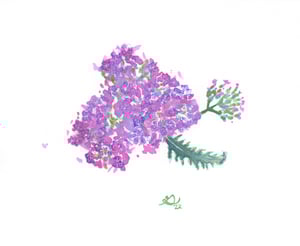 Image of New Mexico Wildflowers & Materia Medica ~ 6 Week Class ~ Saturdays, 7/13 - 8/17