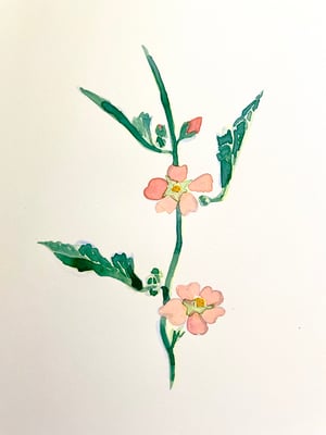 Image of New Mexico Wildflowers & Materia Medica ~ 6 Week Class ~ Saturdays, 7/13 - 8/17