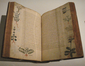 Image of New Mexico Wildflowers & Materia Medica ~ 6 Week Class ~ Saturdays, 7/13 - 8/17