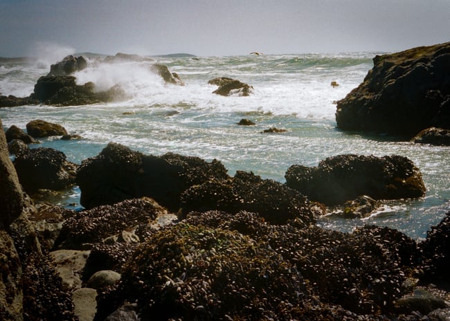 GAZA FUNDRAISER Photo Print - School House Beach. 