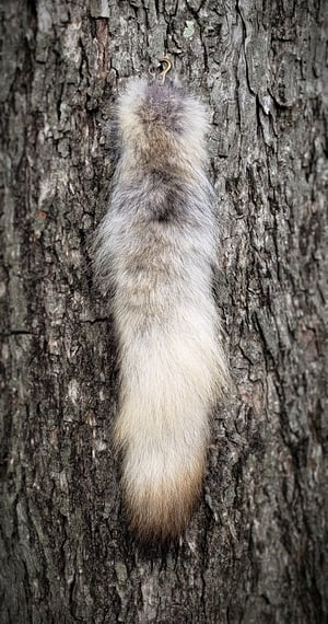 Image of Wolf Tail