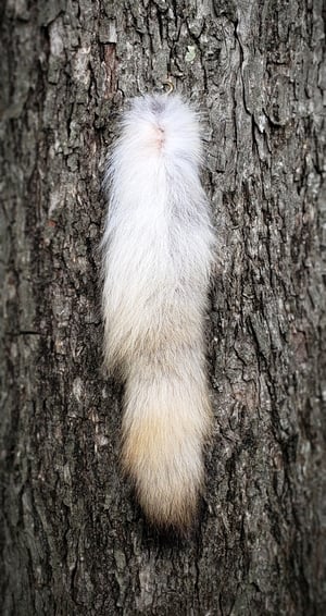 Image of Wolf Tail