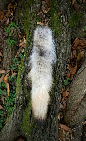 Image of Wolf Tail