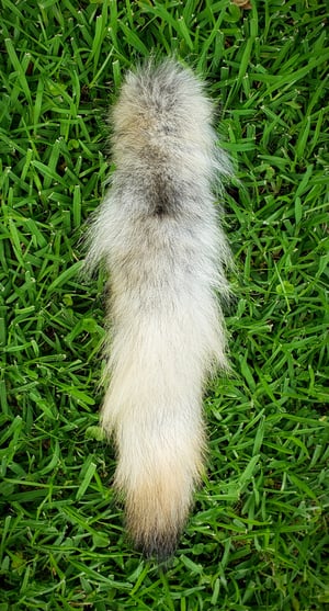 Image of Wolf Tail