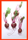 Bunched Beetroot | A2