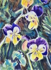 Wild Pansies