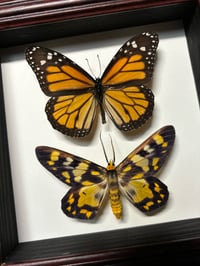 Image 2 of monarch butterfly + 4 o’clock moth