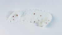 Image 5 of Salty Smooth Body Polish