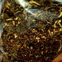 Image 2 of Forest Floor Mix - Base Layer