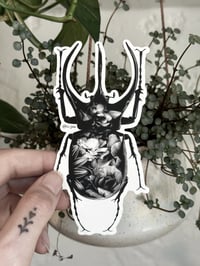 STICKER - CHALCOSOMA ATLAS